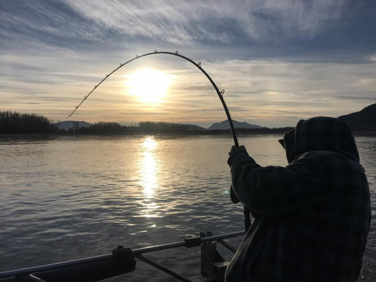 Fall Sturgeon Fishing On The Fraser River