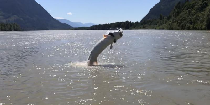 Fishing For Sturgeon in the Summer