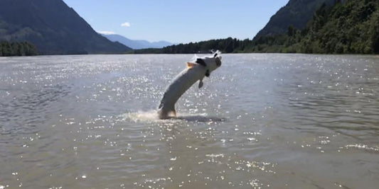 Fishing For Sturgeon in the Summer