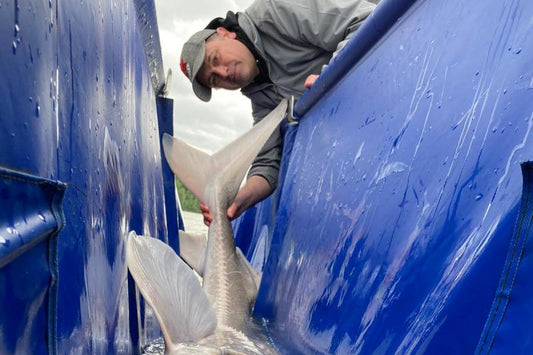 A Day Of Huge Sturgeon