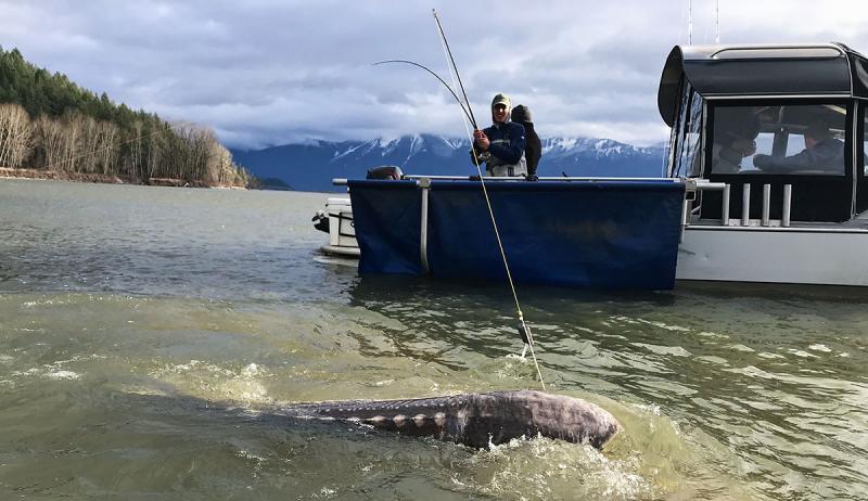 Why The White Sturgeon Is One Of The Best Sport Fish In The World