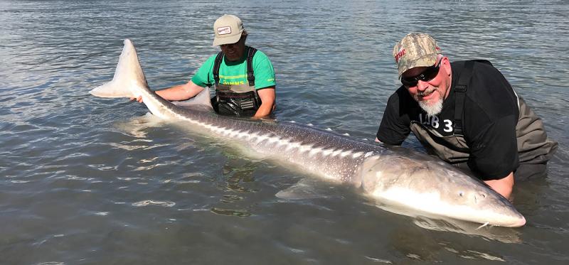 Why Catch & Release of Great White Sturgeon is so Important