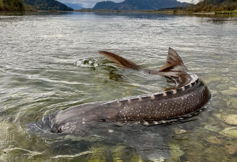 Sturgeon Fishing 101 - What is a Sturgeon?