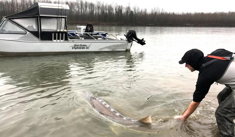 Top 5 Reasons Why White Sturgeon is the Best Sport Fish in the World