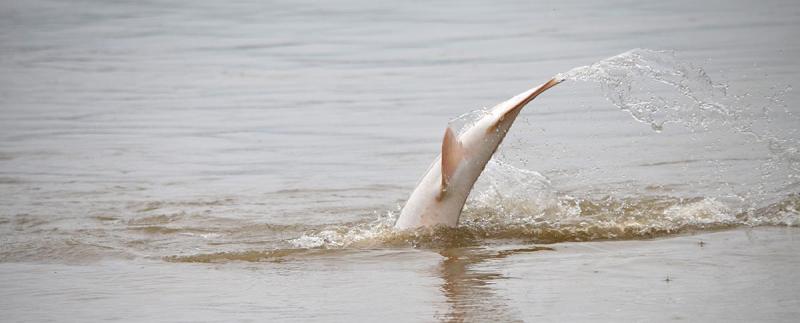 Life Cycle Of The Fraser River White Sturgeon