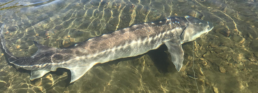 Sturgeon Fishing With Yves - Willy Grieve