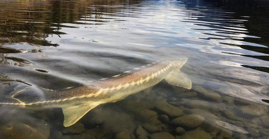 The Best Sturgeon Fishing