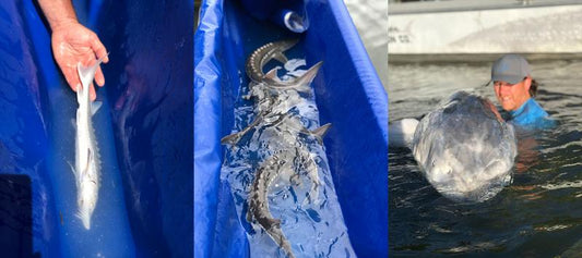 Conservation of the White Sturgeon