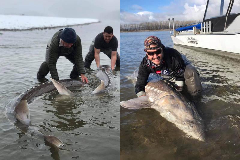 Monster Winter Sturgeon On The Fraser River